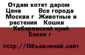 Отдам котят даром › Цена ­ 10 - Все города, Москва г. Животные и растения » Кошки   . Хабаровский край,Бикин г.